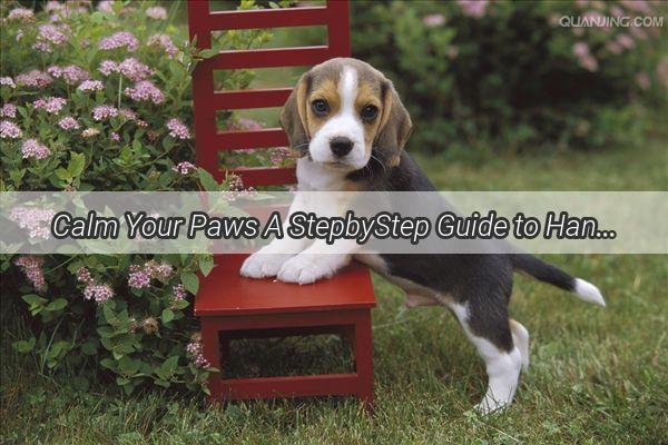 Calm Your Paws A StepbyStep Guide to Handling Your Dogs Chronic Vomiting Crisis